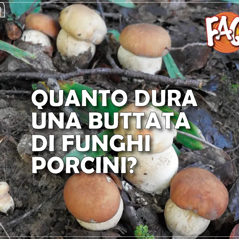 Quanto dura una buttata di funghi Porcini?