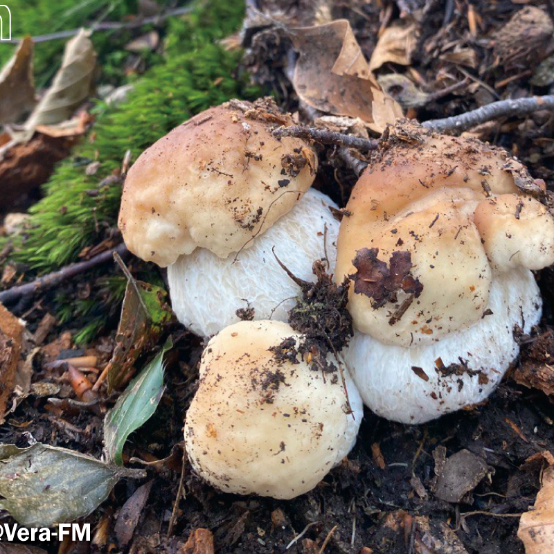 Finalmente prima grande buttata di Porcini al Nord. Ecco dove. Aggiornamento funghi 03-08-2023