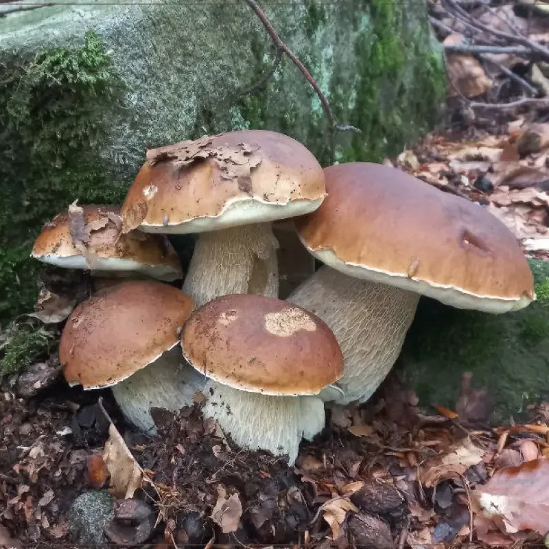 È delirio porcino. Funghi porcini a volontà. Ecco dove. Aggiornamento porcini 20-09-2023