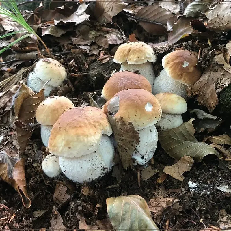 Veri assembramenti di Porcini. Ecco dove la buttata è partita veramente. Aggiornamento funghi 13-09-2023