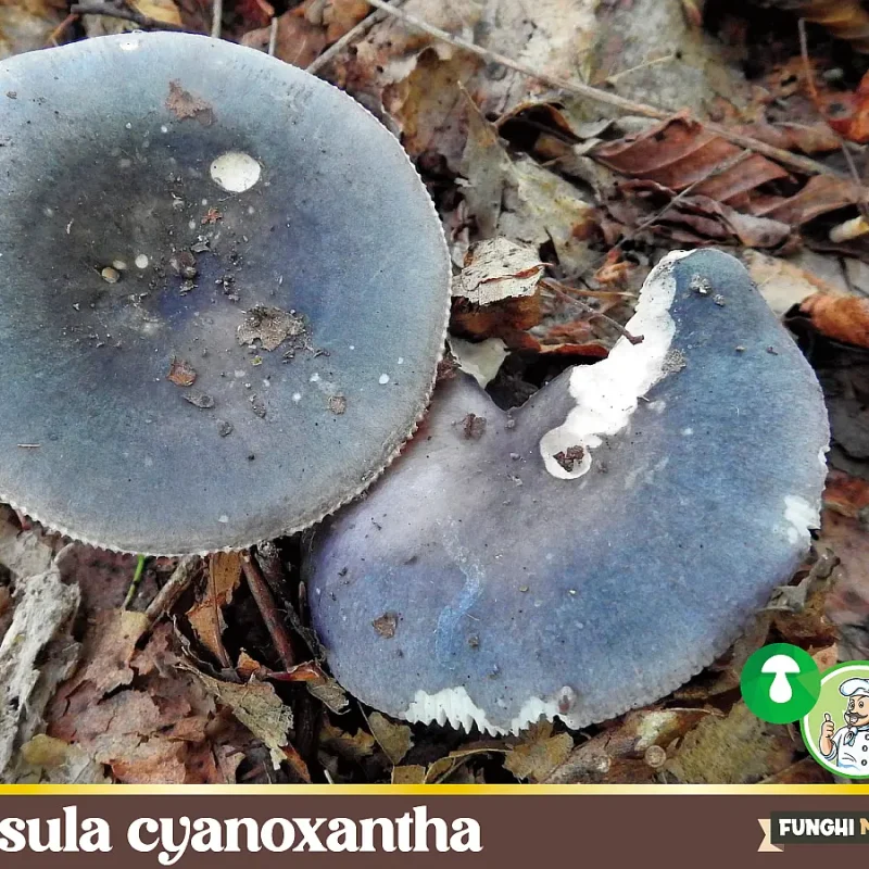 Russula cyanoxantha
