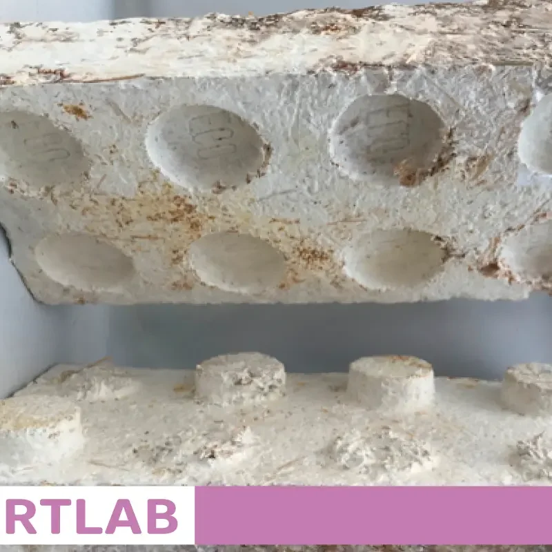 Biomateriali, Biofabbricazione e Micelio con Bioartlab