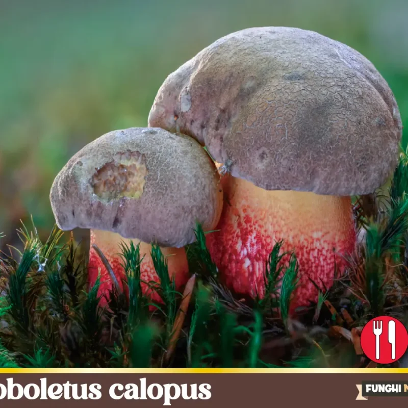 Caloboletus calopus