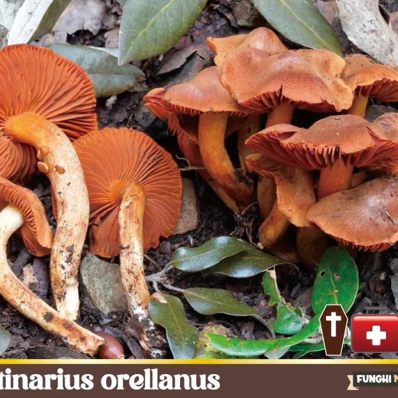 Cortinarius orellanus