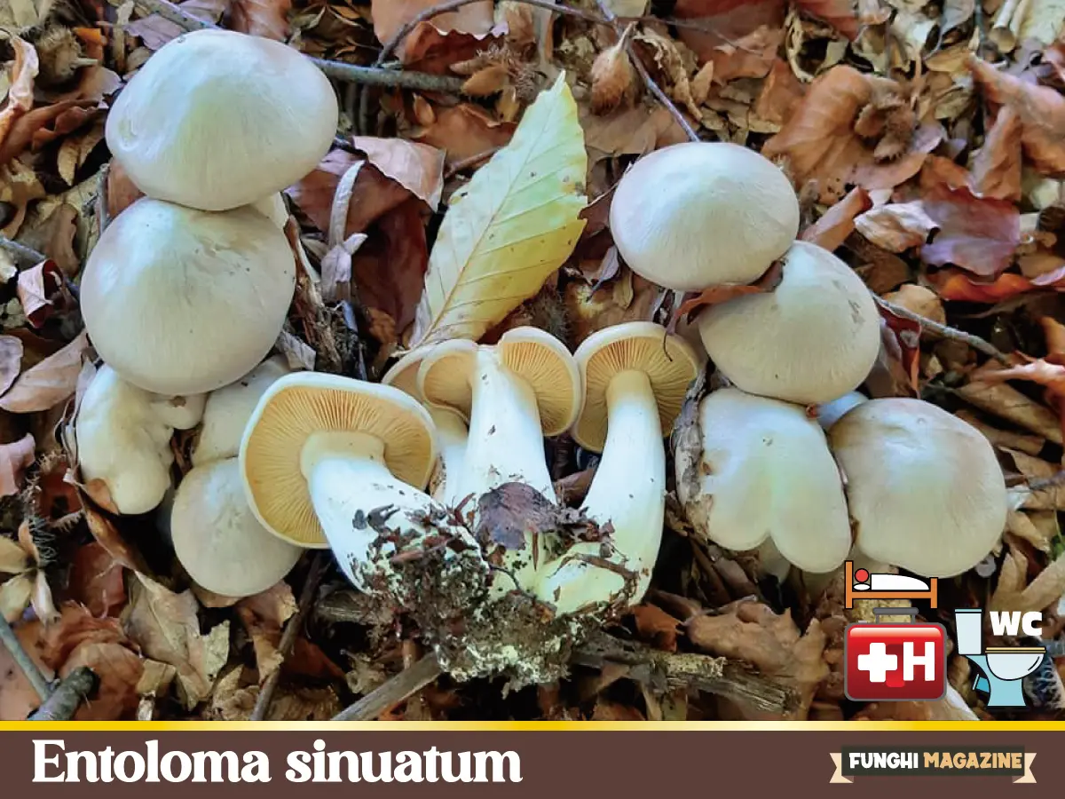 Entoloma sinuatum