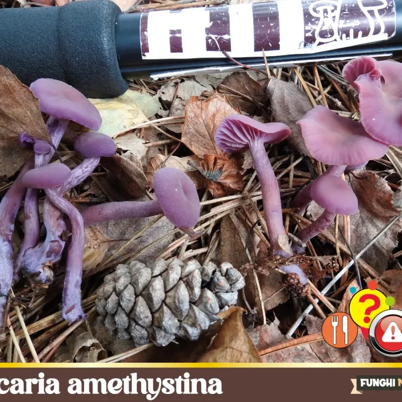 Laccaria amethystina
