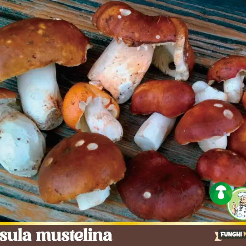 Russula mustelina