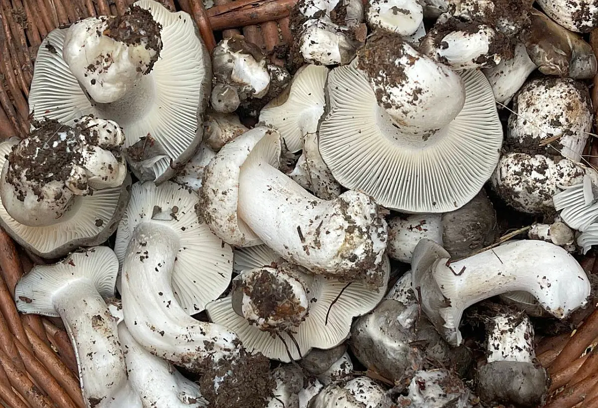 2024-Articoli Aggiornamento Nascite Funghi 2024 19 Aggiornamento funghi 17-02-2024 Marzuoli