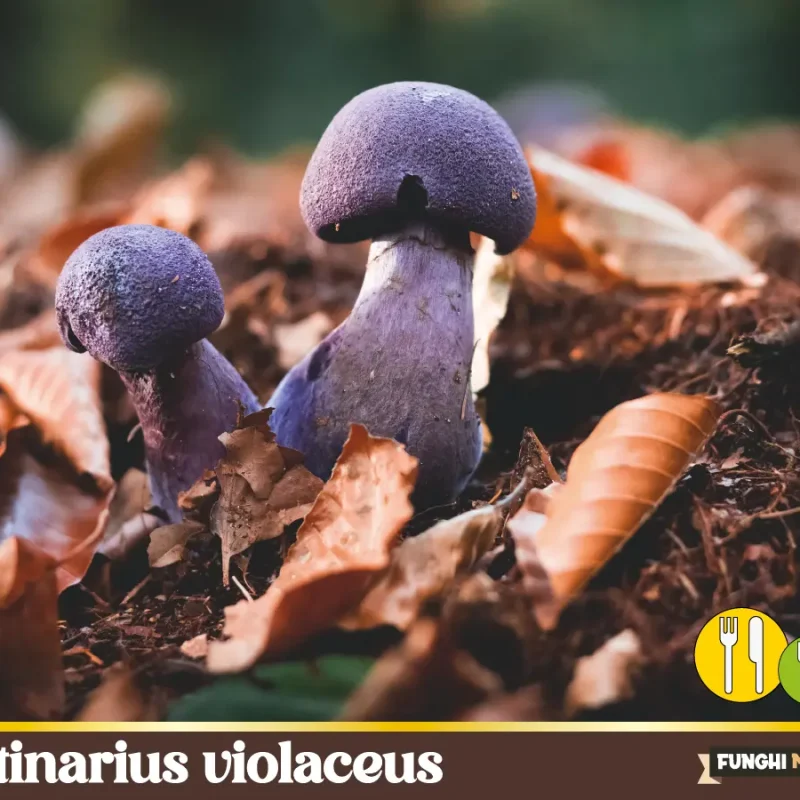 Cortinarius violaceus