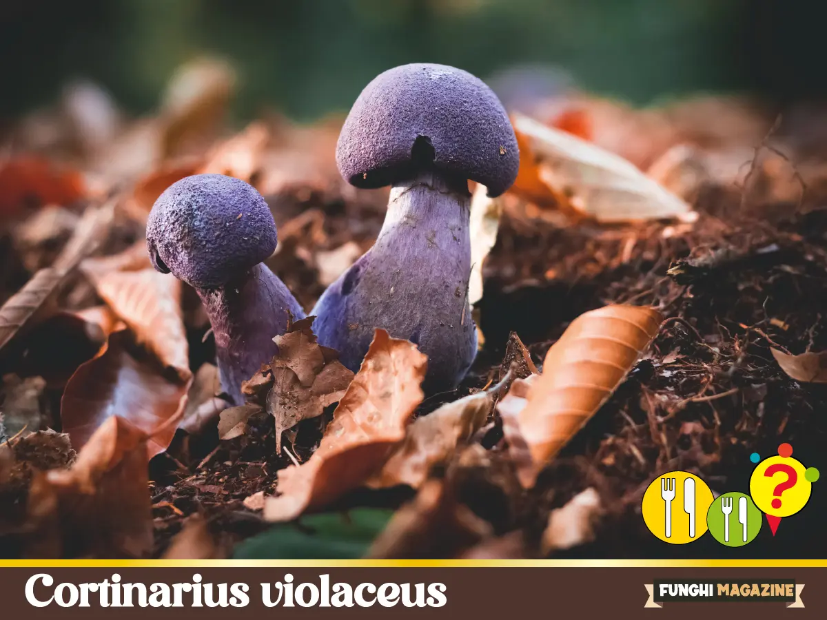 Cortinarius violaceus