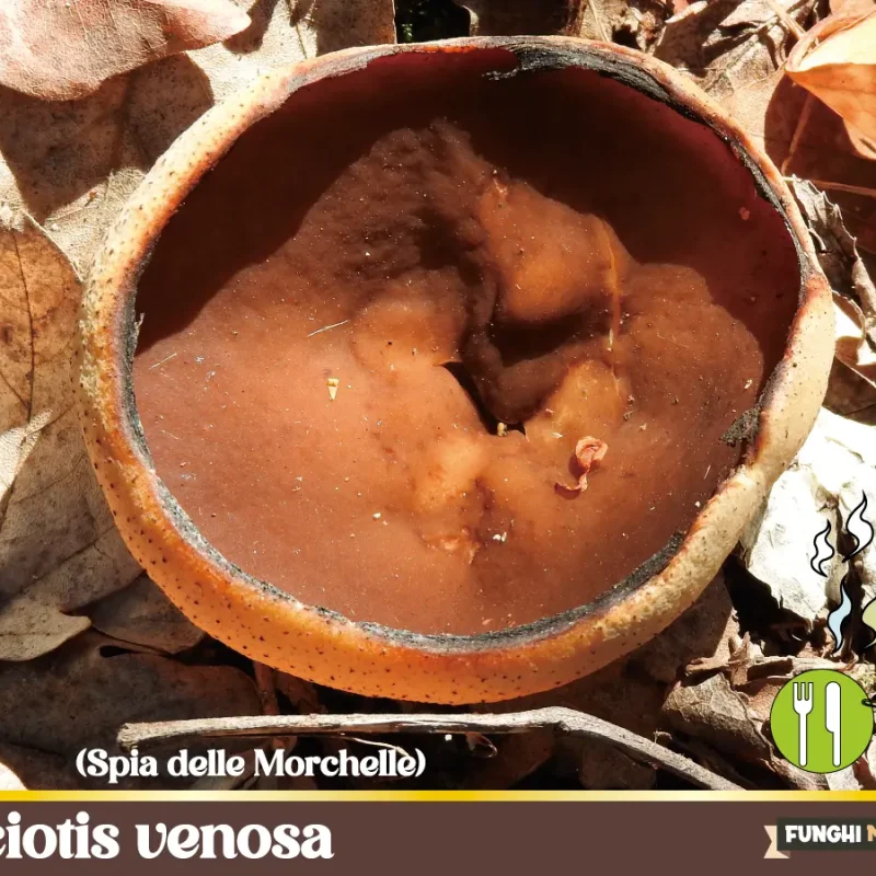 Disciotis venosa – La spia delle Morchelle