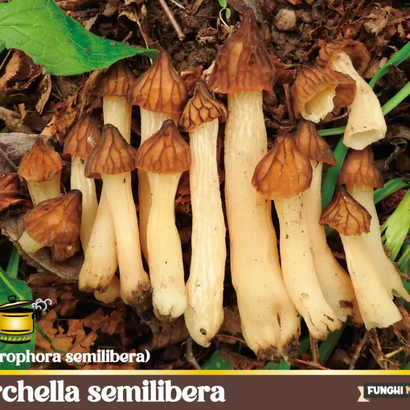Morchella semilibera ex Mitrophora semilibera