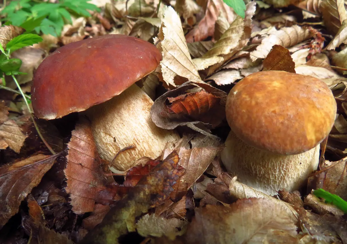 2024-Articoli Aggiornamento Nascite Funghi 2024 17 Aggiornamento funghi 11-04-2024