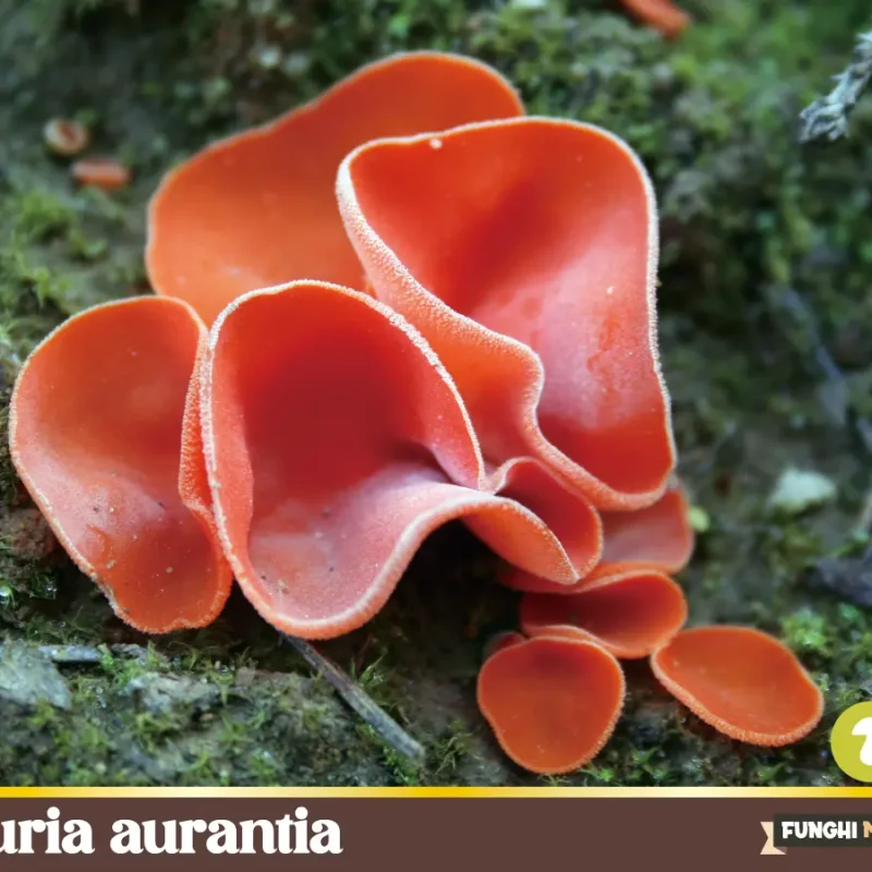 Aleuria aurantia – il fungo arancia