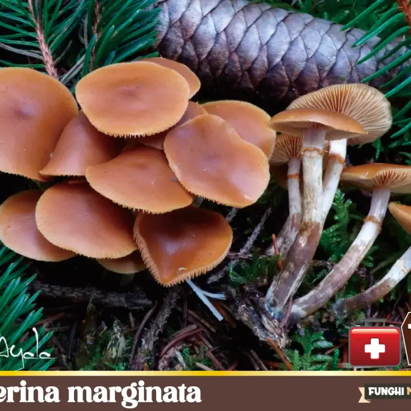 Galerina marginata