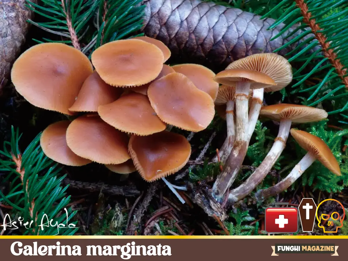 Galerina_marginata_Asier_Ayala