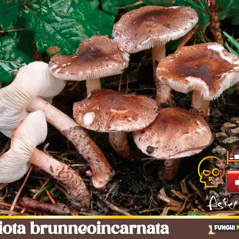 Lepiota brunneoincarnata