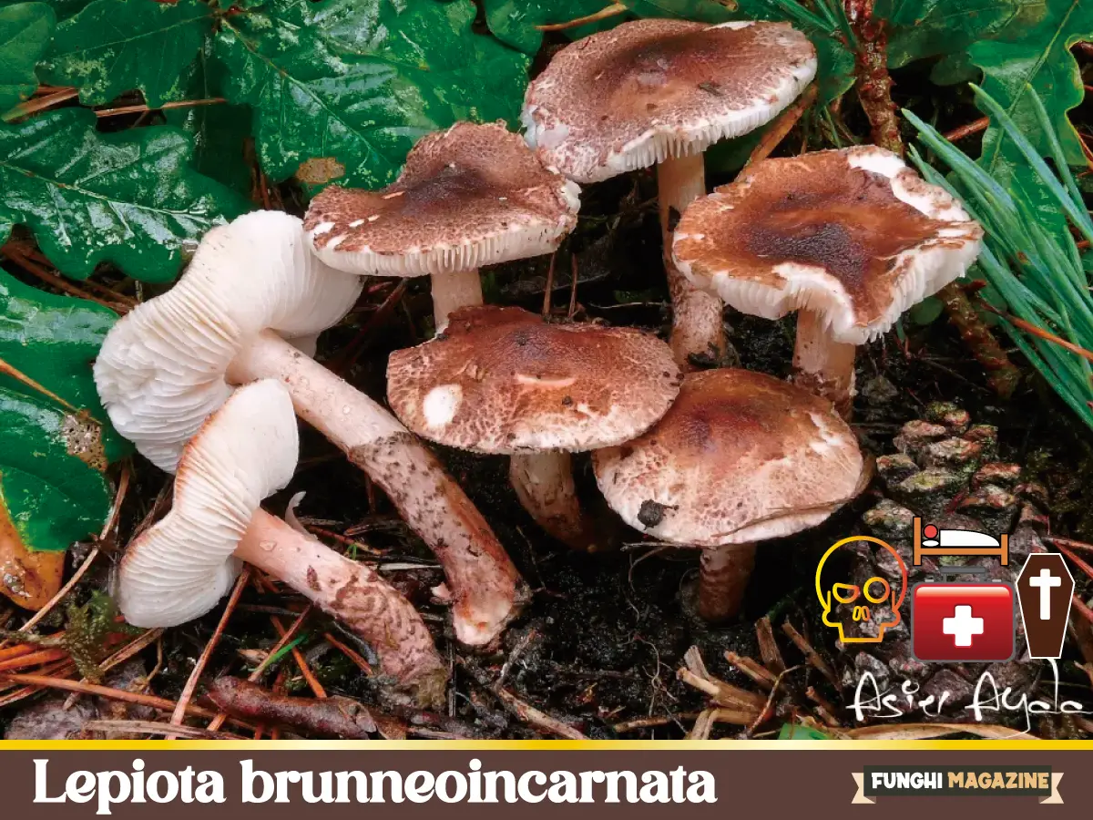 Home-funghimagazine 32 Lepiota brunneoincarnata