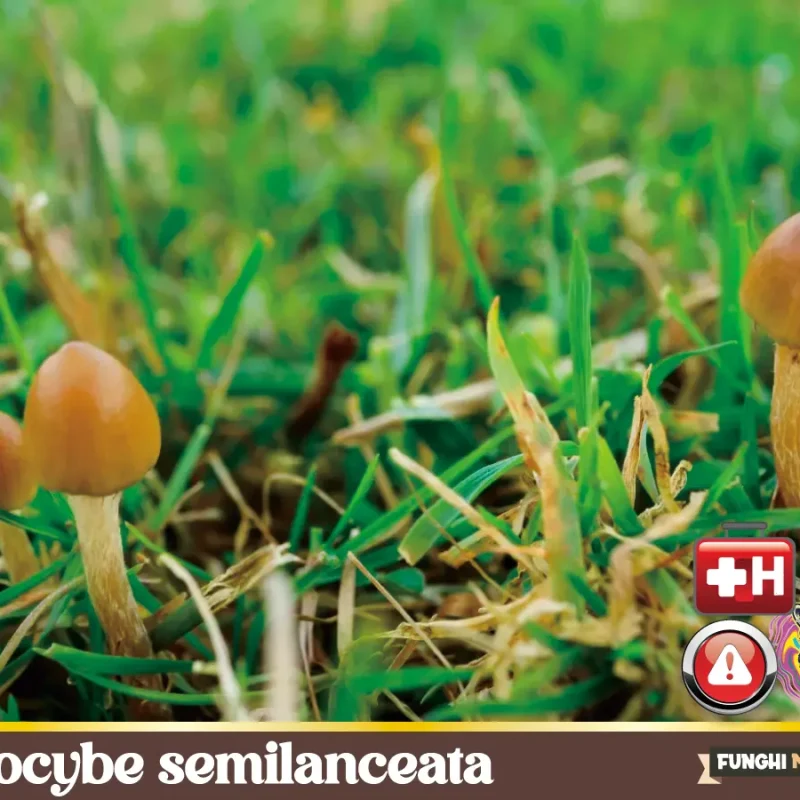 Psilocybe semilanceata – Il fungo magico