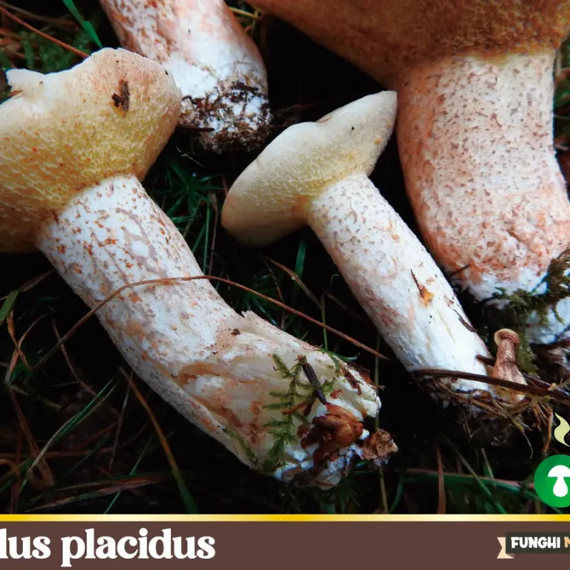 Suillus placidus