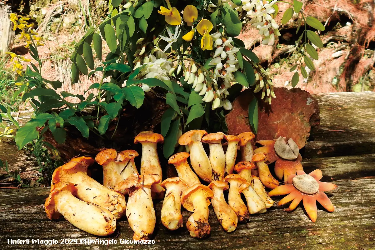 Tanta pioggia ma arrivano i Porcini? Aggiornamento funghi 17-05-2024 13 Aggiornamento funghi 17-05-2024 Finferli Piemonte