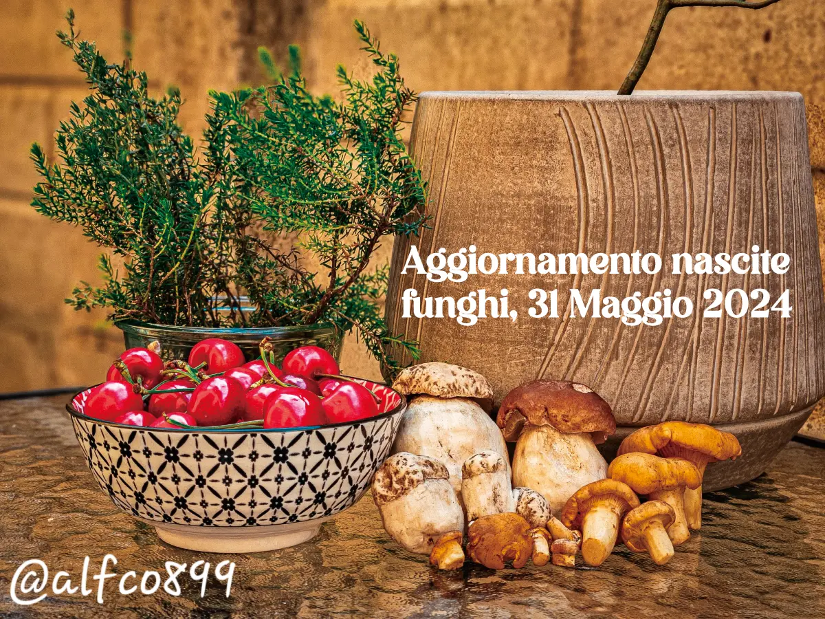 2024-Articoli Aggiornamento Nascite Funghi 2024 14 Aggiornamento funghi 31-05-2024