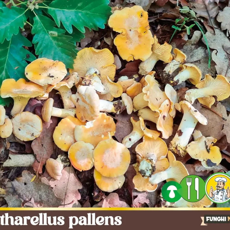 Cantharellus pallens