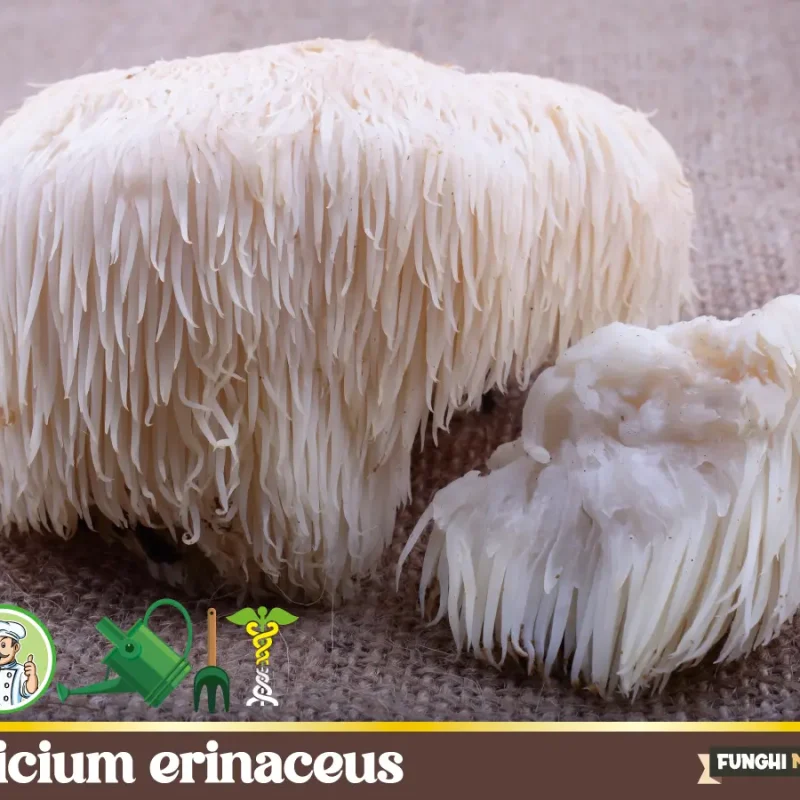 Hericium erinaceus – Fungo medicinale