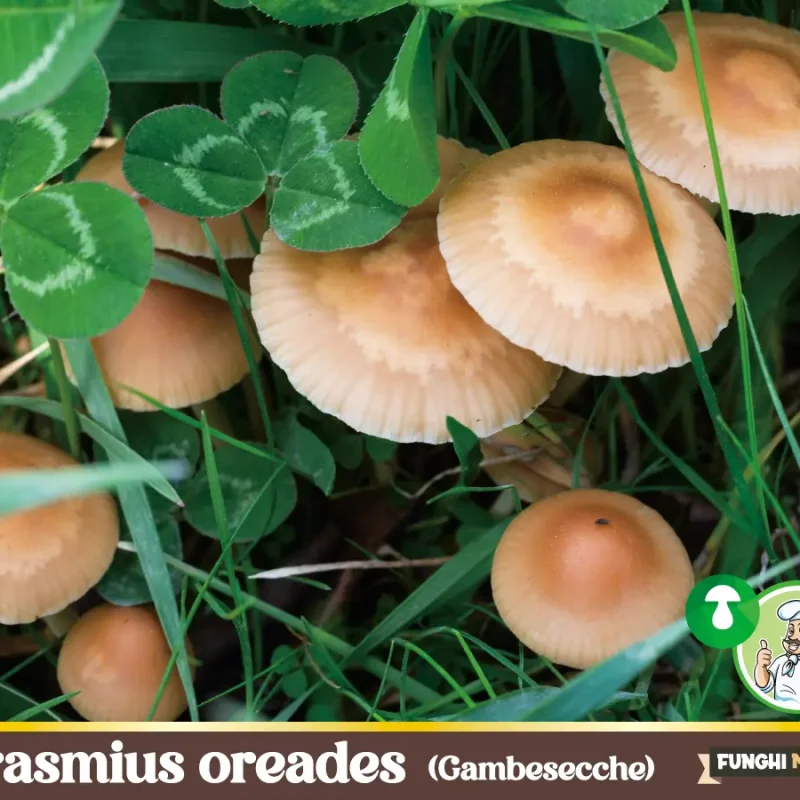 Marasmius oreades