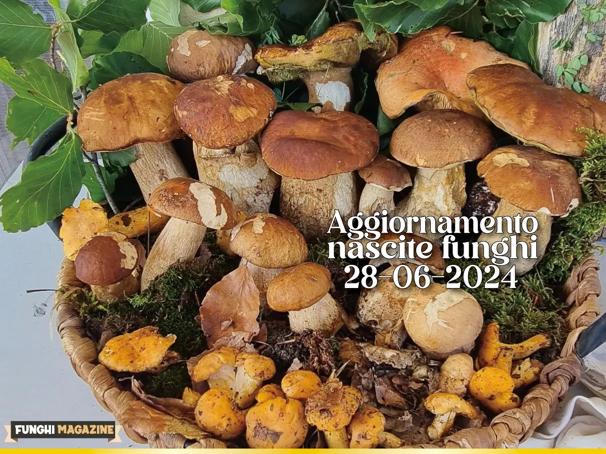 2024-Articoli Aggiornamento Nascite Funghi 2024 12 Aggiornamento funghi 28-06-2024-copertina