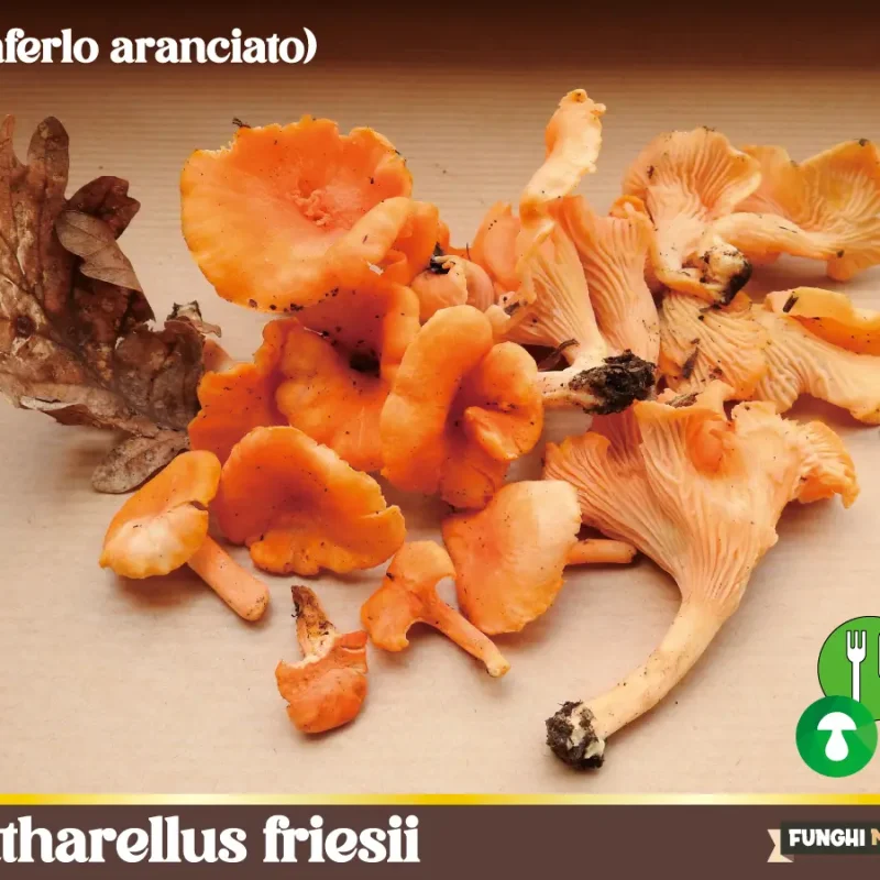 Cantharellus friesii – il finferlo aranciato