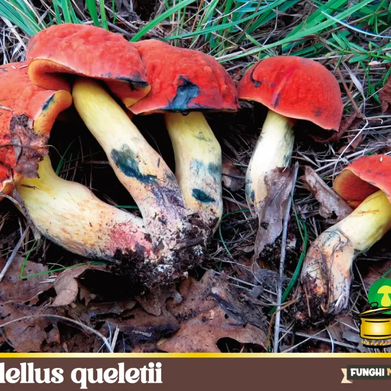 Suillellus queletii