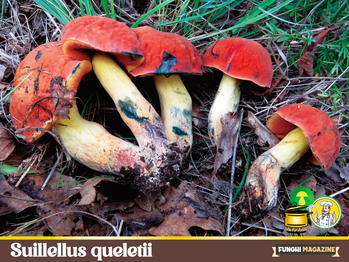 Home-funghimagazine 42 Suillellus queletii