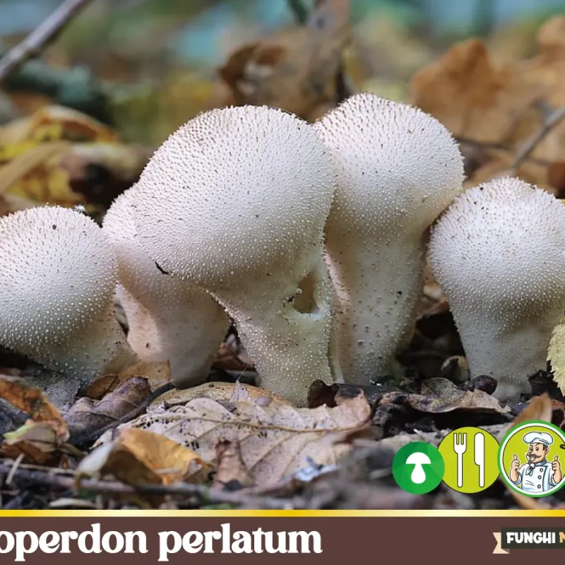Lycoperdon perlatum