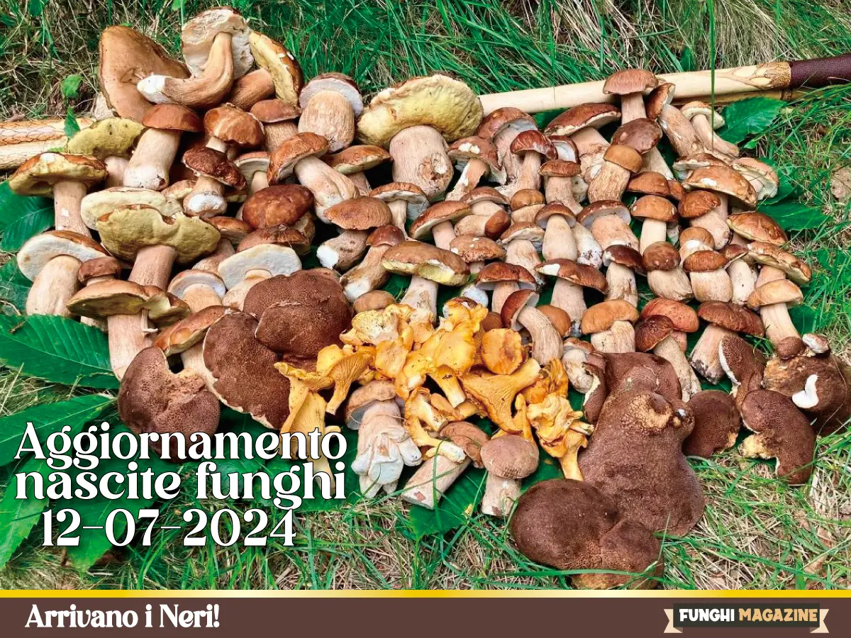 2024-Articoli Aggiornamento Nascite Funghi 2024 11 Aggiornamento Porcini 12-07-2024