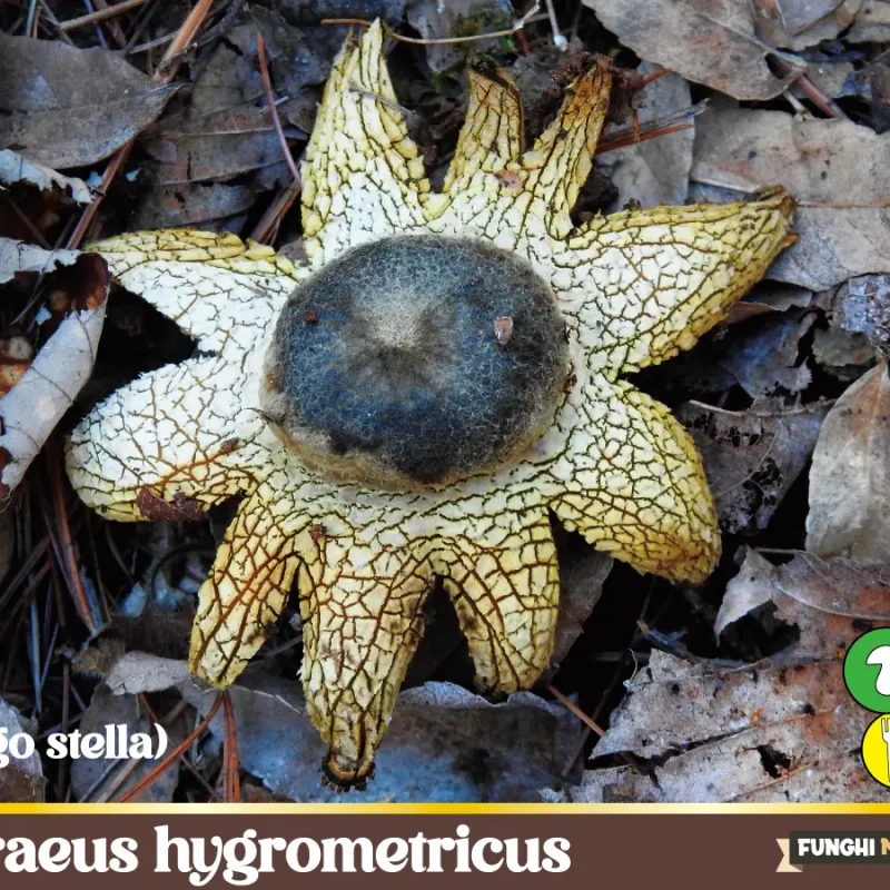 Astraeus hygrometricus – il fungo barometro