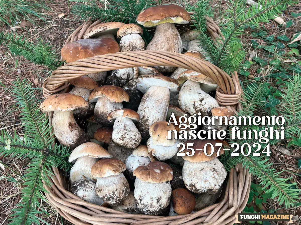 2024-Articoli Aggiornamento Nascite Funghi 2024 10 Aggiornamento funghi 25-07-2024