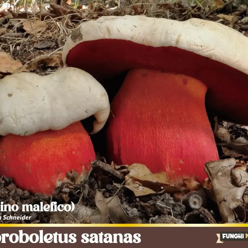 Rubroboletus satanas – il porcino malefico
