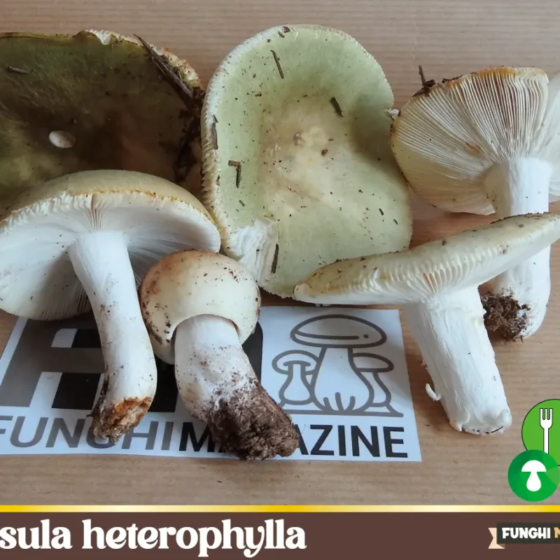 Russula heterophylla – Colombina verde