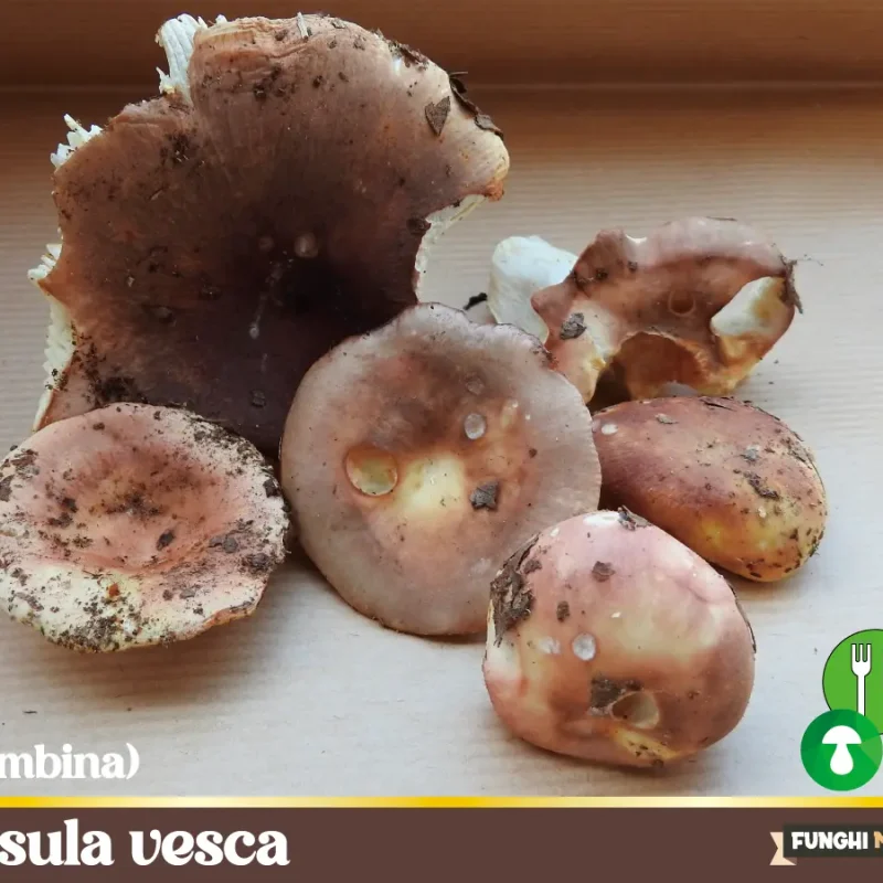 Russula vesca – Colombina di primavera