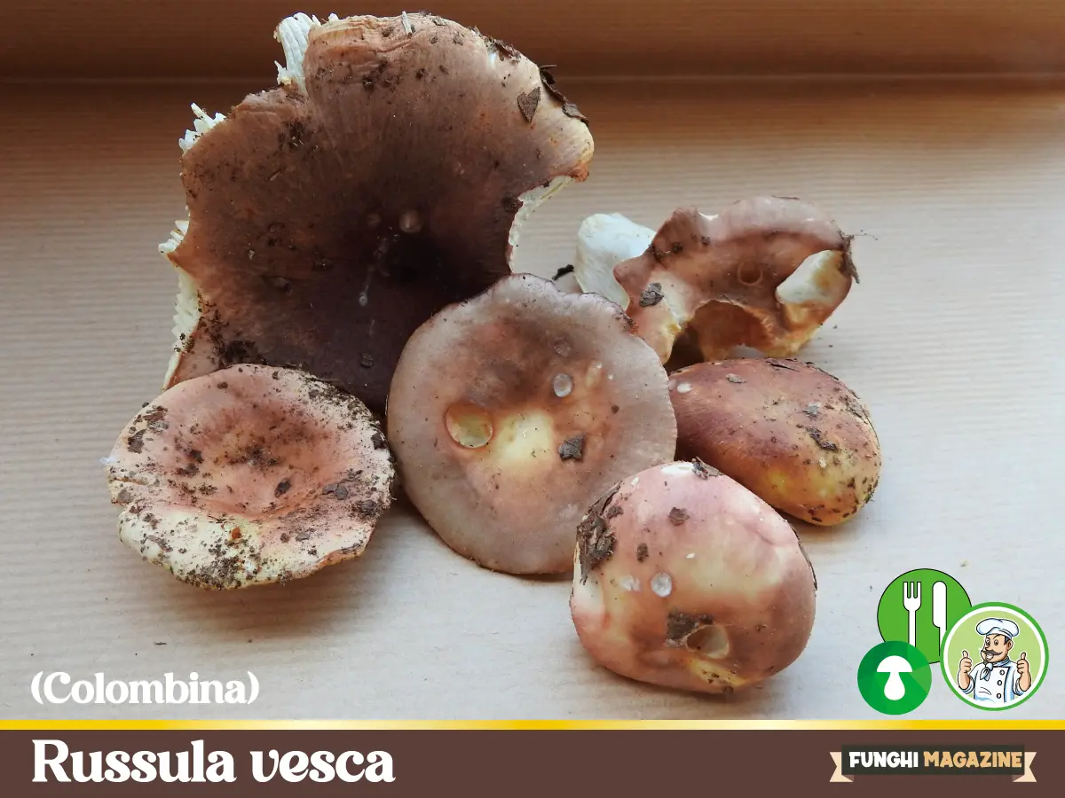 Home-funghimagazine 42 Russula vesca