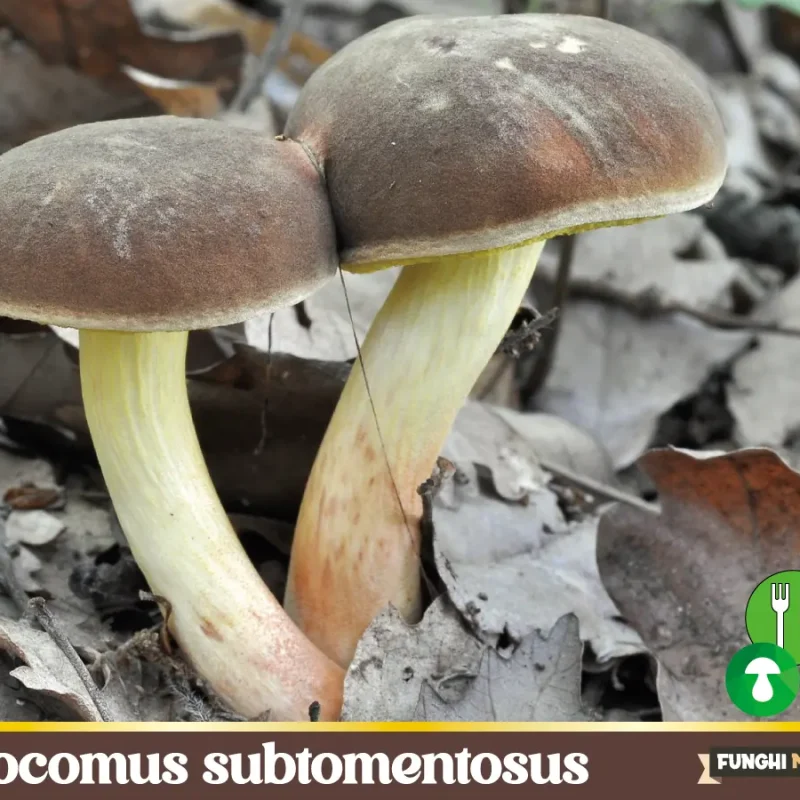 Xerocomus subtomentosus – Il Boleto scamosciato