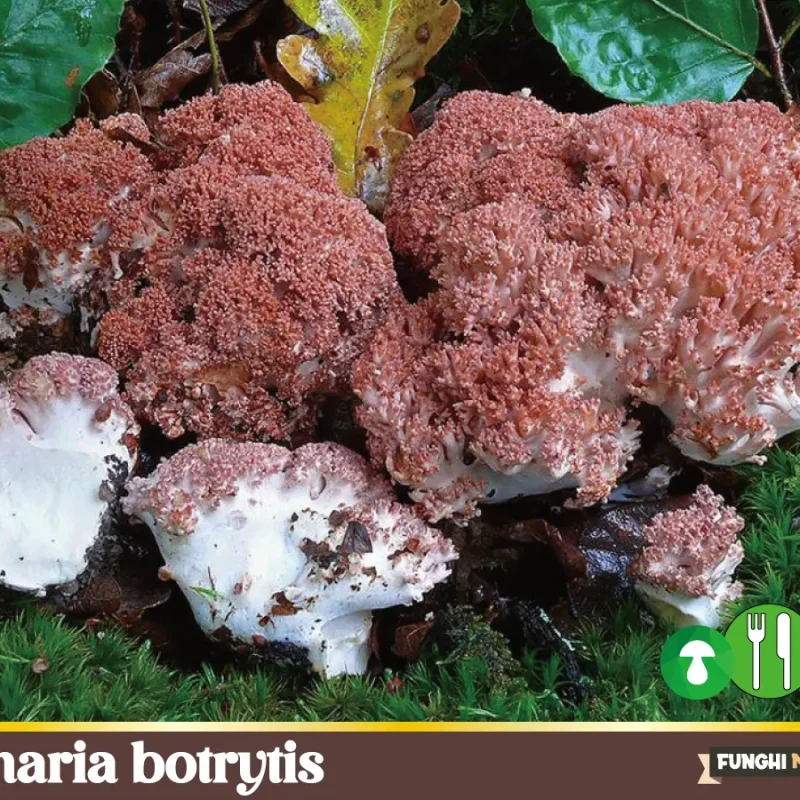 Ramaria botrytis la Ditola o Manina