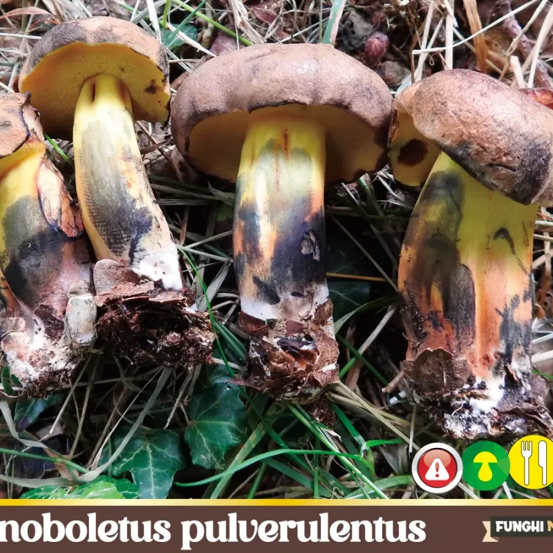 Cyanoboletus pulverulentus – il Boleto bluastro