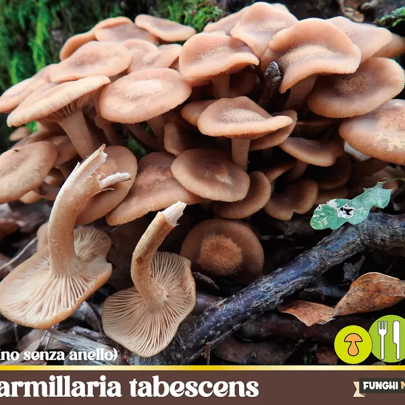 Desarmillaria tabescens – Il Chiodino senza anello