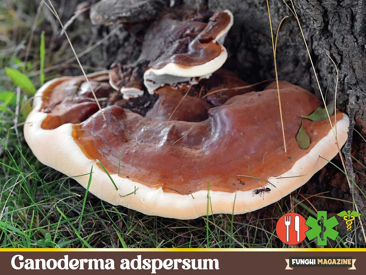 ganoderma adspersum