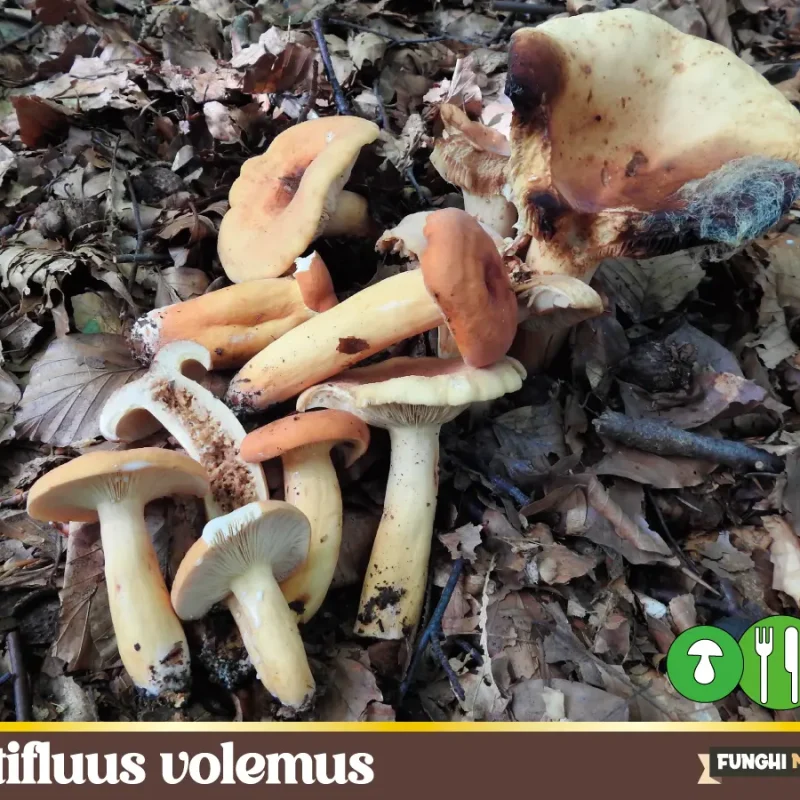 Lactifluus volemus