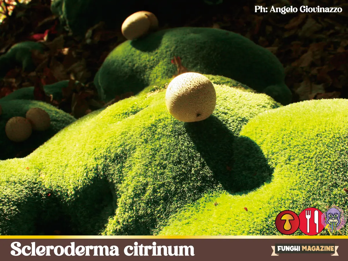 Scleroderma citrinum - Il Peto di Lupo 3 Scleroderma citrinum