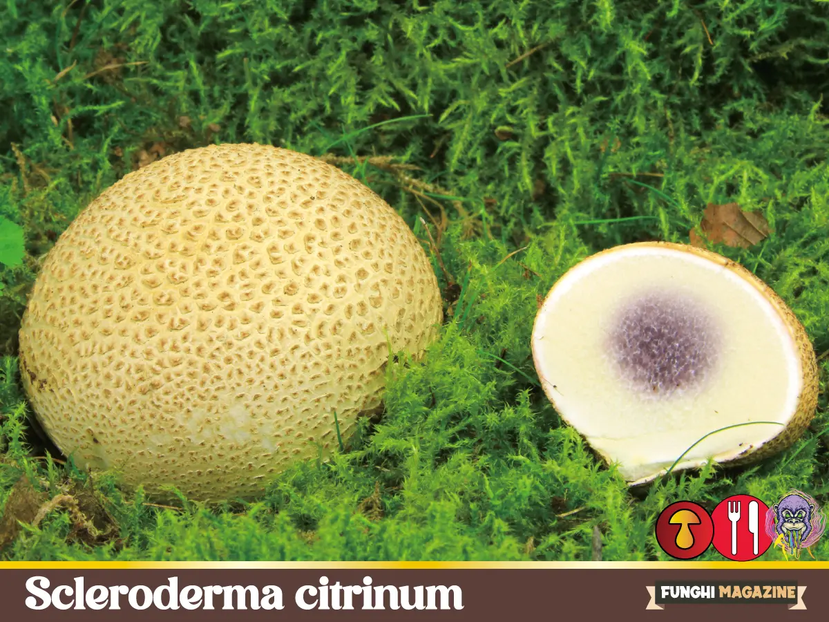 Scleroderma citrinum - Il Peto di Lupo 13 Scleroderma citrinum