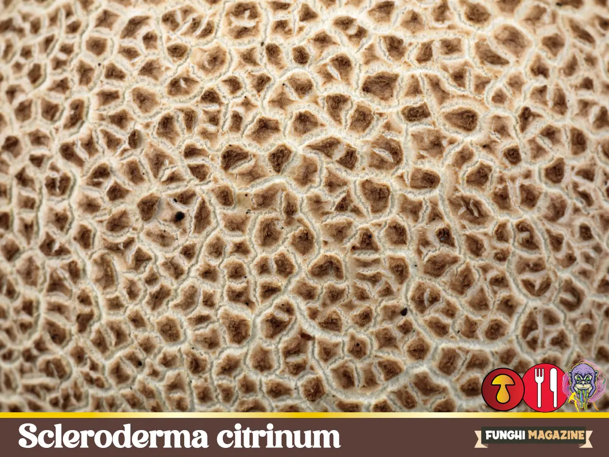 Scleroderma citrinum - Il Peto di Lupo 6 Scleroderma citrinum